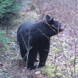 One of the bears