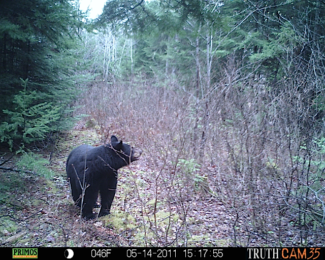 Maine black bear