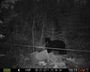 Maine black bear