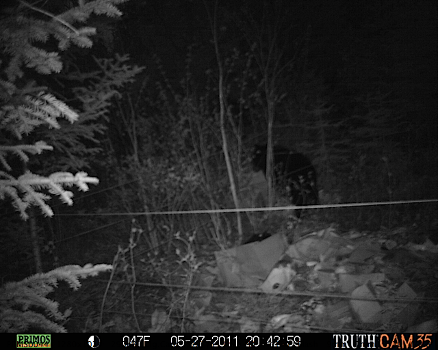 Maine black bear