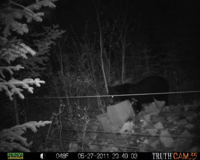 Maine black bear