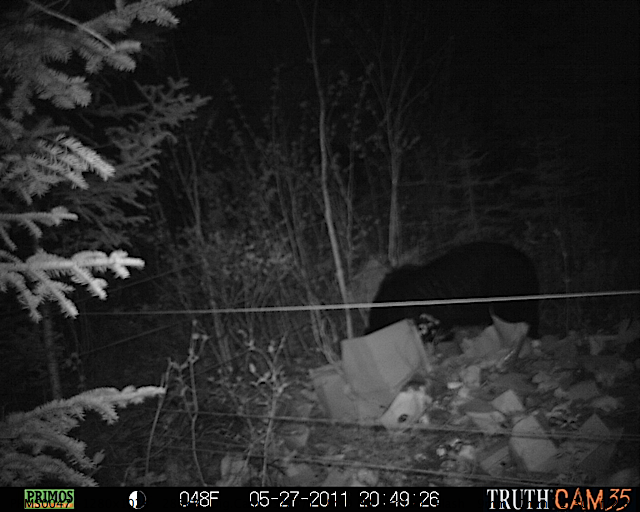 Maine black bear