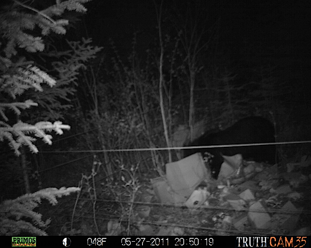 Maine black bear