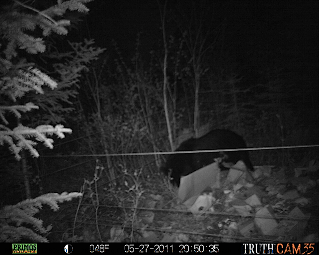 Maine black bear