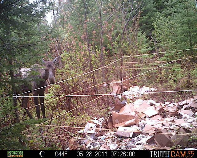 Maine moose