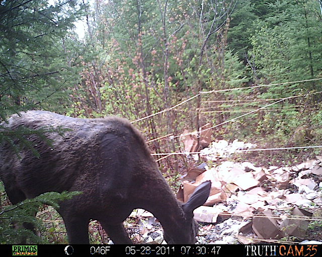 Maine moose