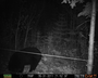 Maine black bear