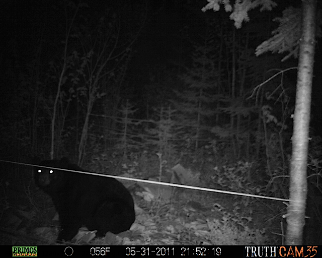 Maine black bear