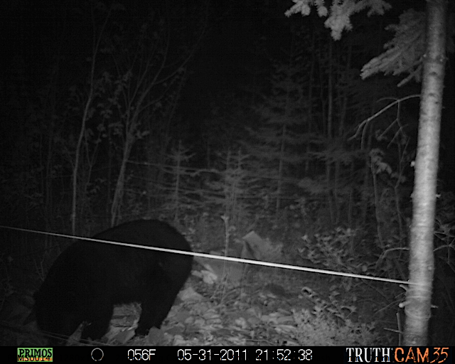 Maine black bear