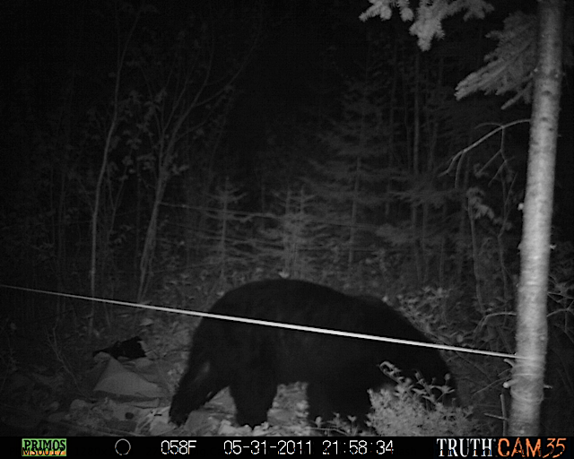 Maine black bear