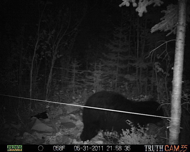 Maine black bear