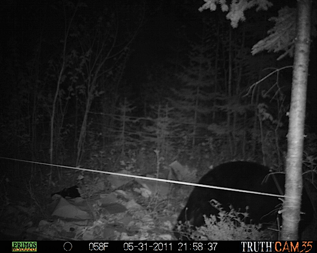 Maine black bear