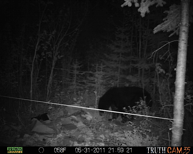 Maine black bear