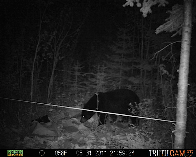 Maine black bear