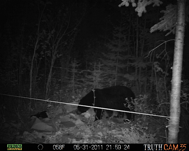 Maine black bear