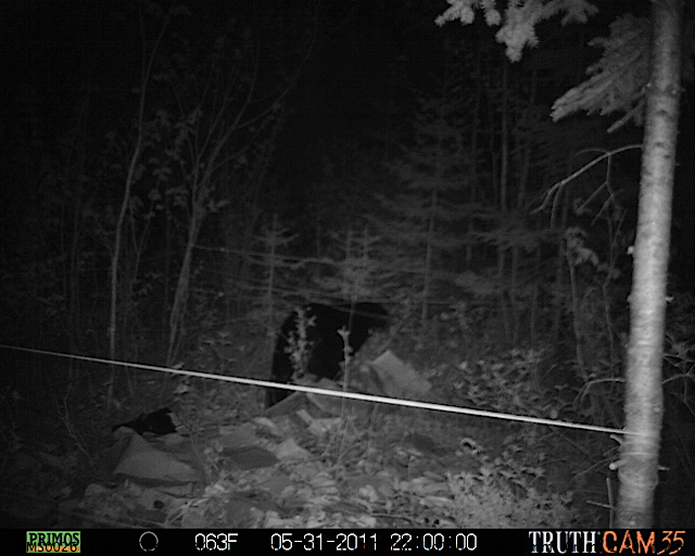 Maine black bear