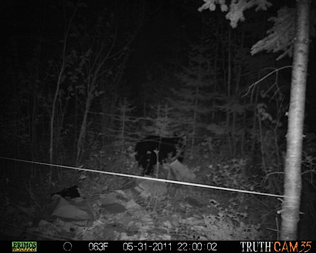 Maine black bear