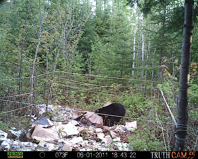 Maine black bear