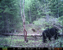 Maine black bear