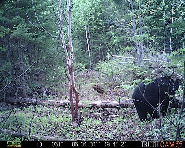 Maine black bear