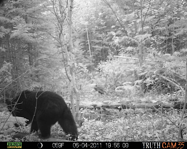 Maine black bear