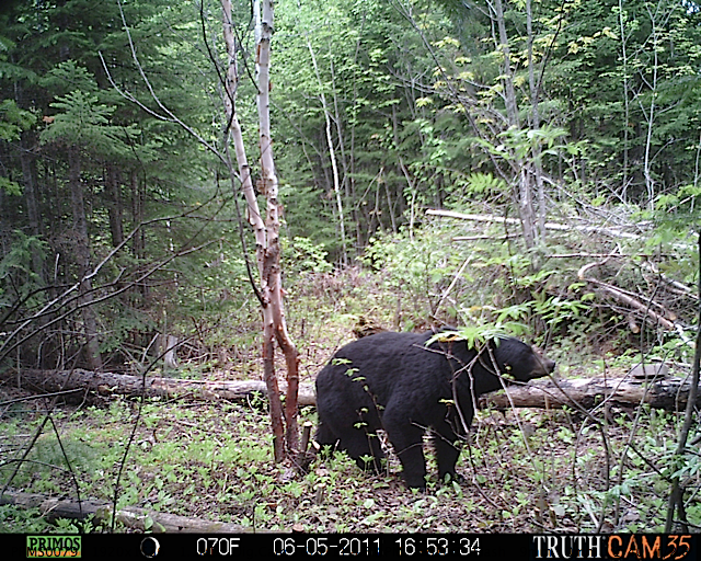 Maine black bear