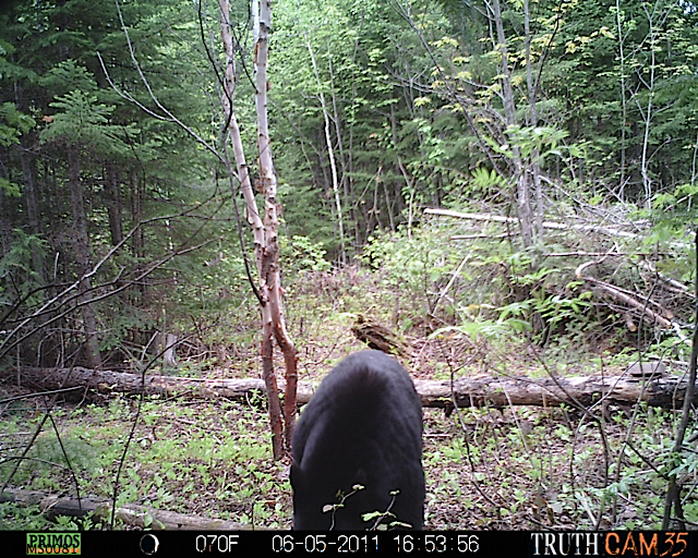 Maine black bear