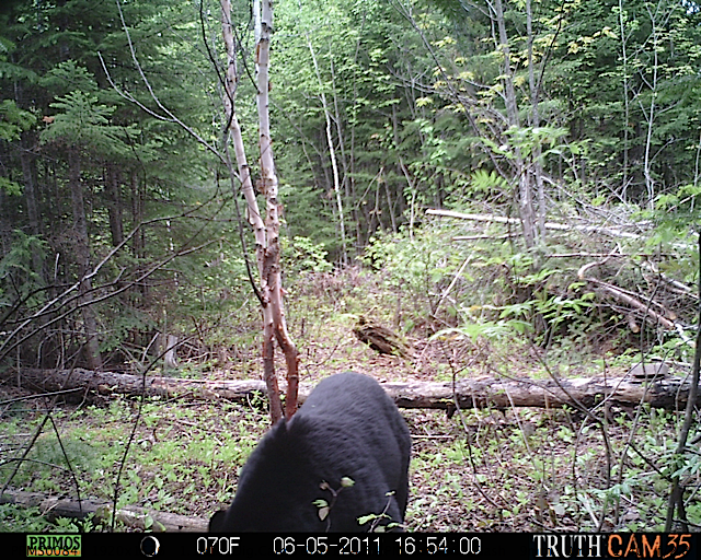 Maine black bear