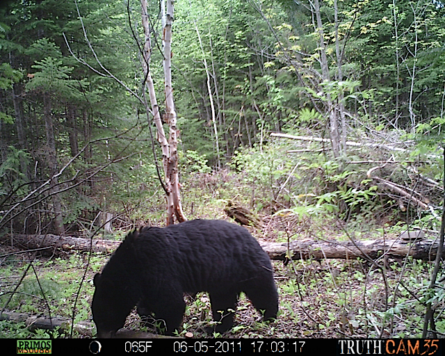 Maine black bear