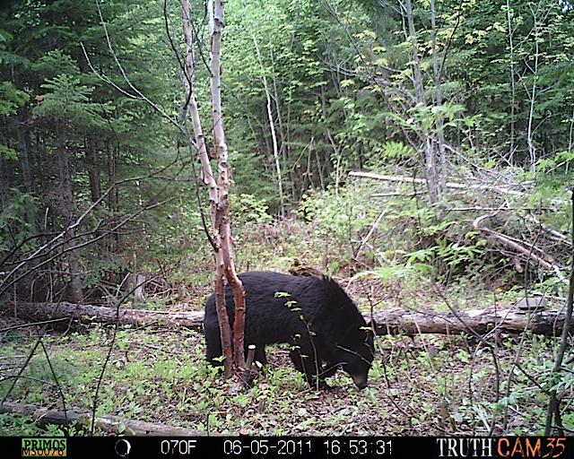 Maine moose