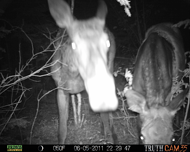 Forest clearing at night