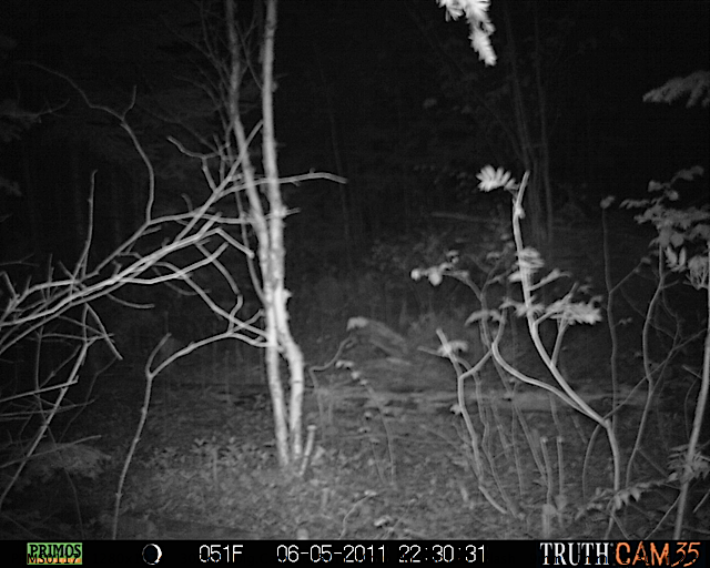 Forest clearing at night