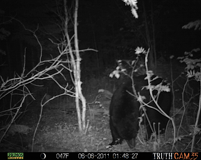 Maine black bear