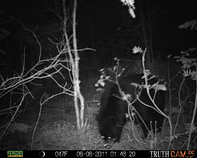 Maine black bear