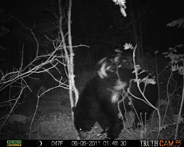 Maine black bear