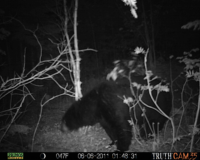 Maine black bear