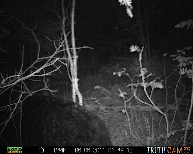 Maine black bear