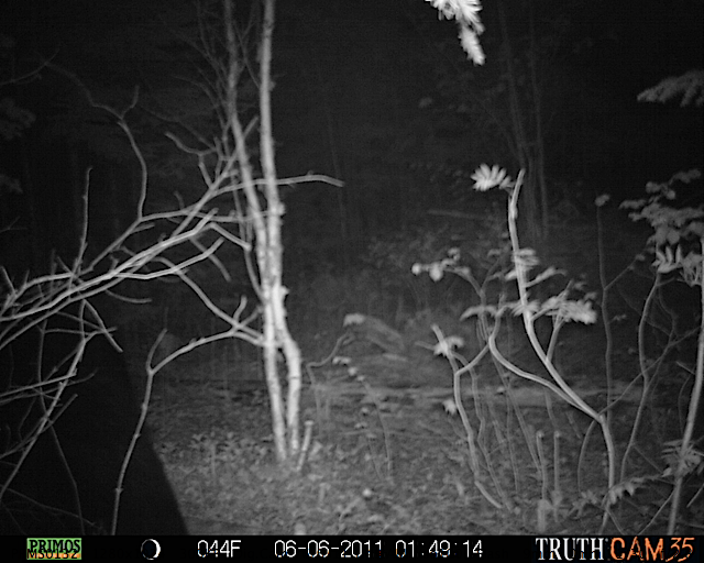 Maine black bear