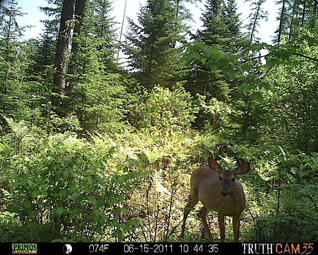 White-tailed deer