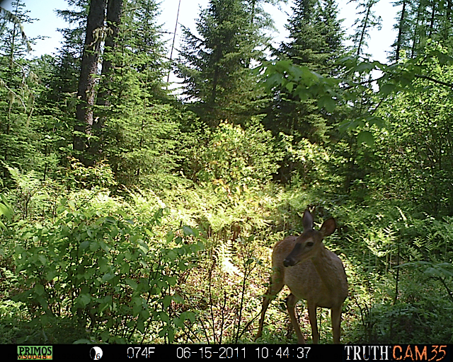 White-tailed deer