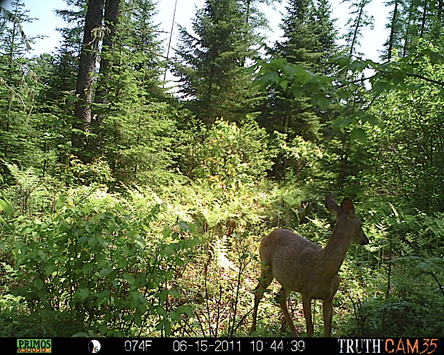 White-tailed deer