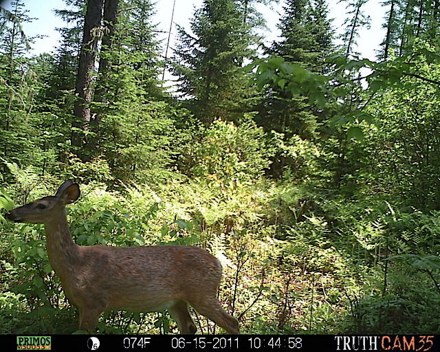 White-tailed deer