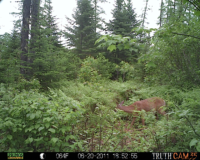 White-tailed deer