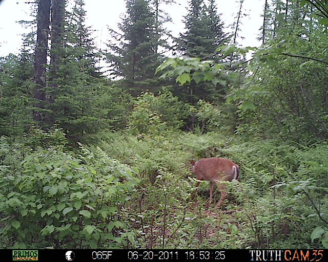 White-tailed deer