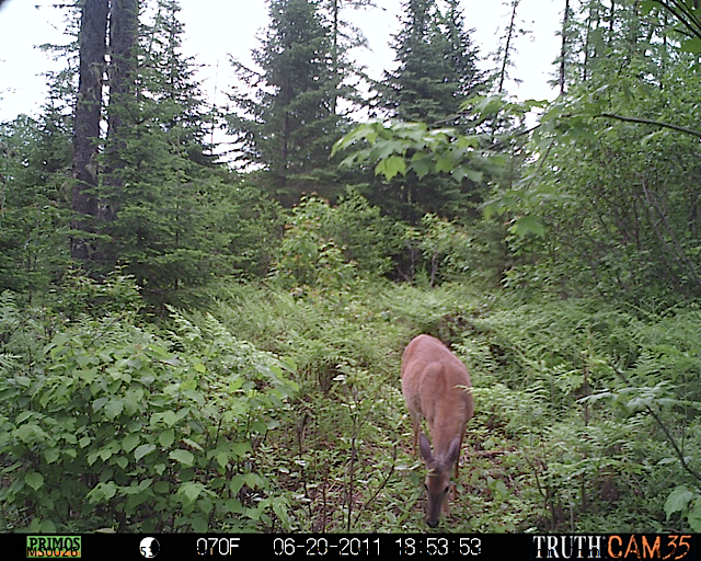 White-tailed deer