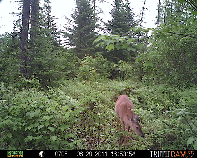 White-tailed deer