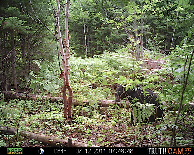 Maine black bear