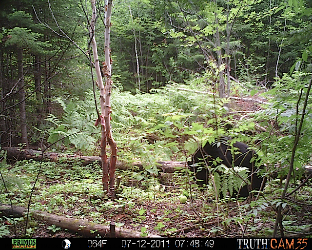 Maine black bear