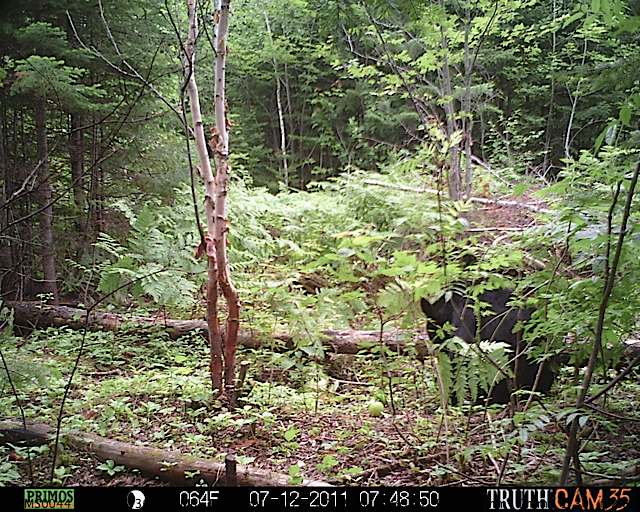 Maine black bear