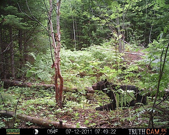 Maine black bear